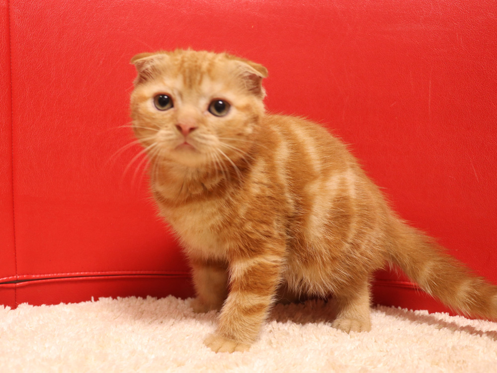 スコティッシュフォールドの子猫画像
