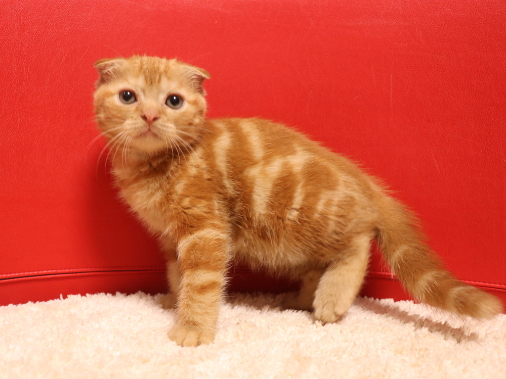 スコティッシュフォールドの子猫画像