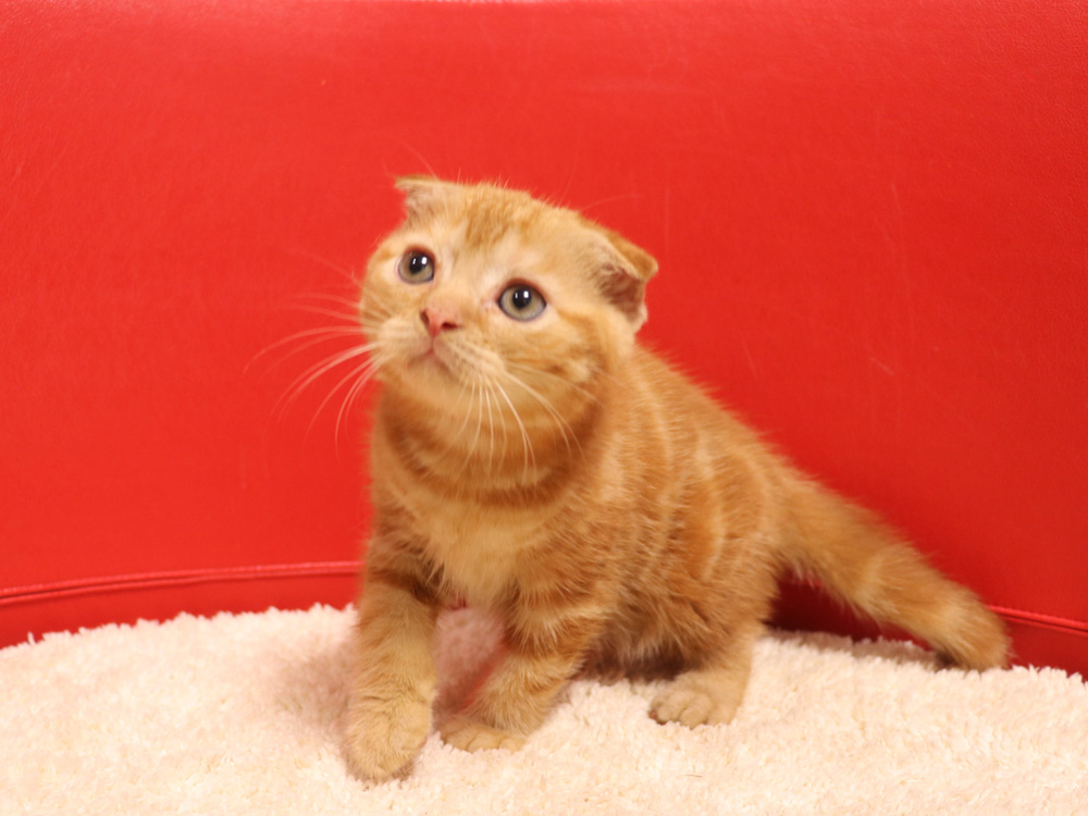 スコティッシュフォールドの子猫画像