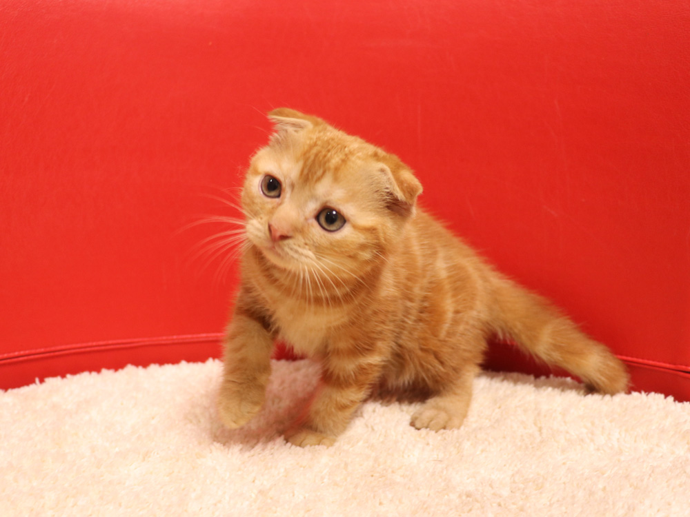 スコティッシュフォールドの子猫画像