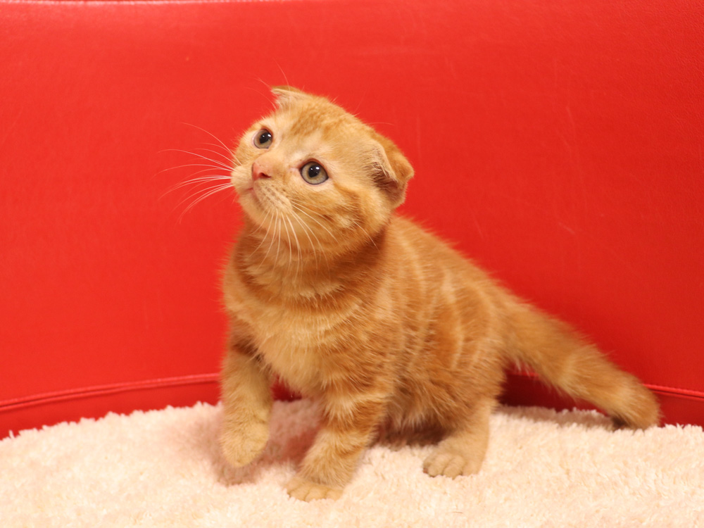 スコティッシュフォールドの子猫画像