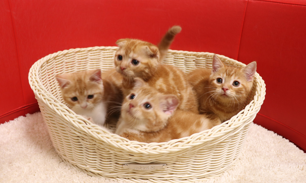 スコティッシュフォールドの子猫画像