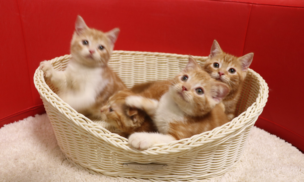 スコティッシュフォールドの子猫画像