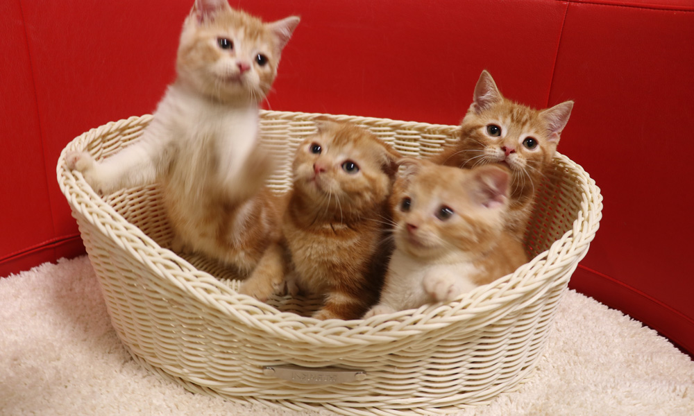 スコティッシュフォールドの子猫画像