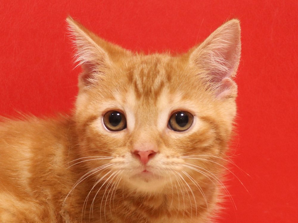 スコティッシュフォールドの子猫画像