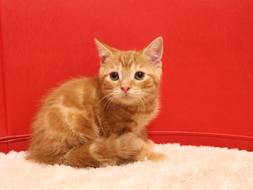 スコティッシュフォールドの子猫画像