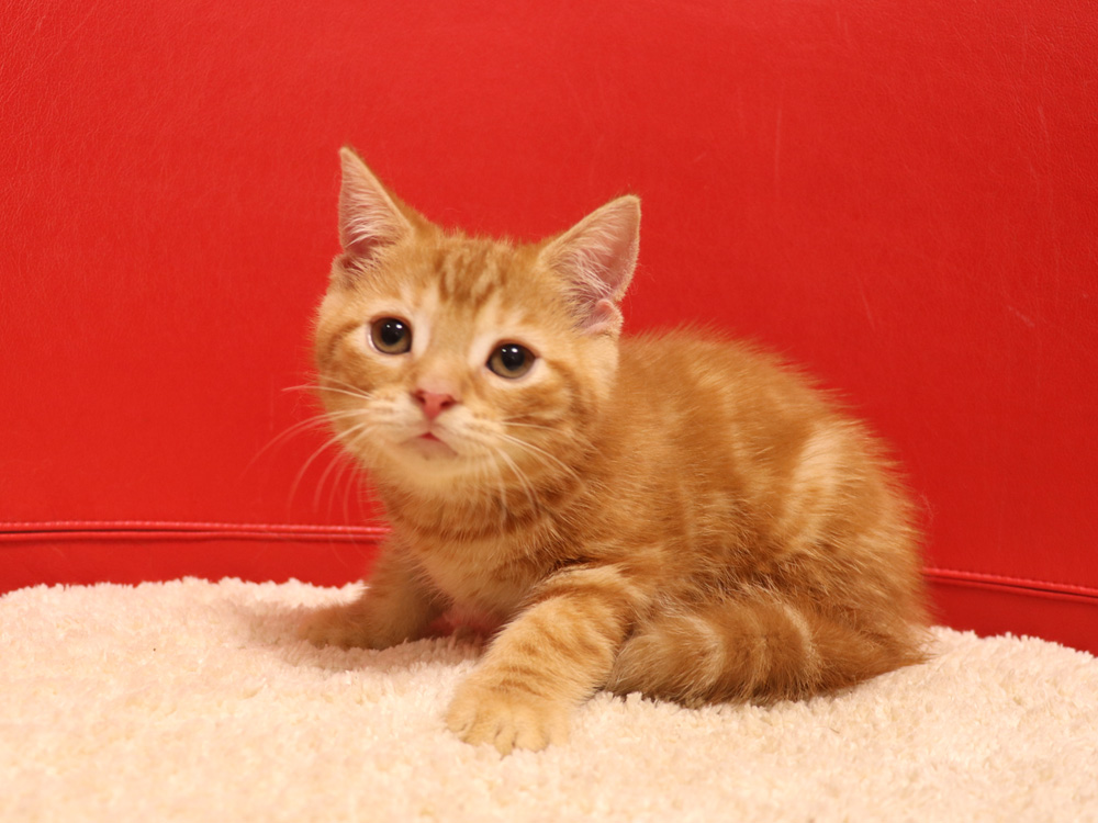 スコティッシュフォールドの子猫画像
