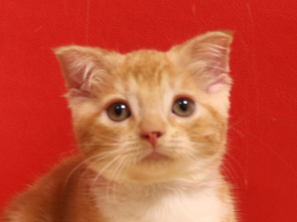 スコティッシュフォールドの子猫画像