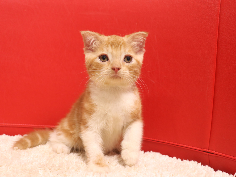 スコティッシュフォールドの子猫画像