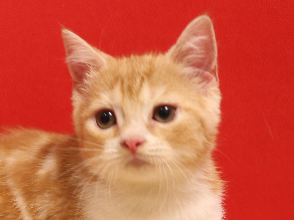 スコティッシュフォールドの子猫画像