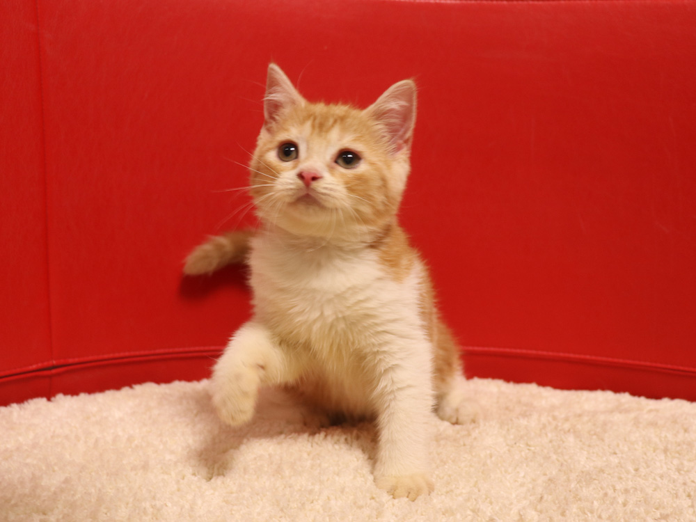 スコティッシュフォールドの子猫画像