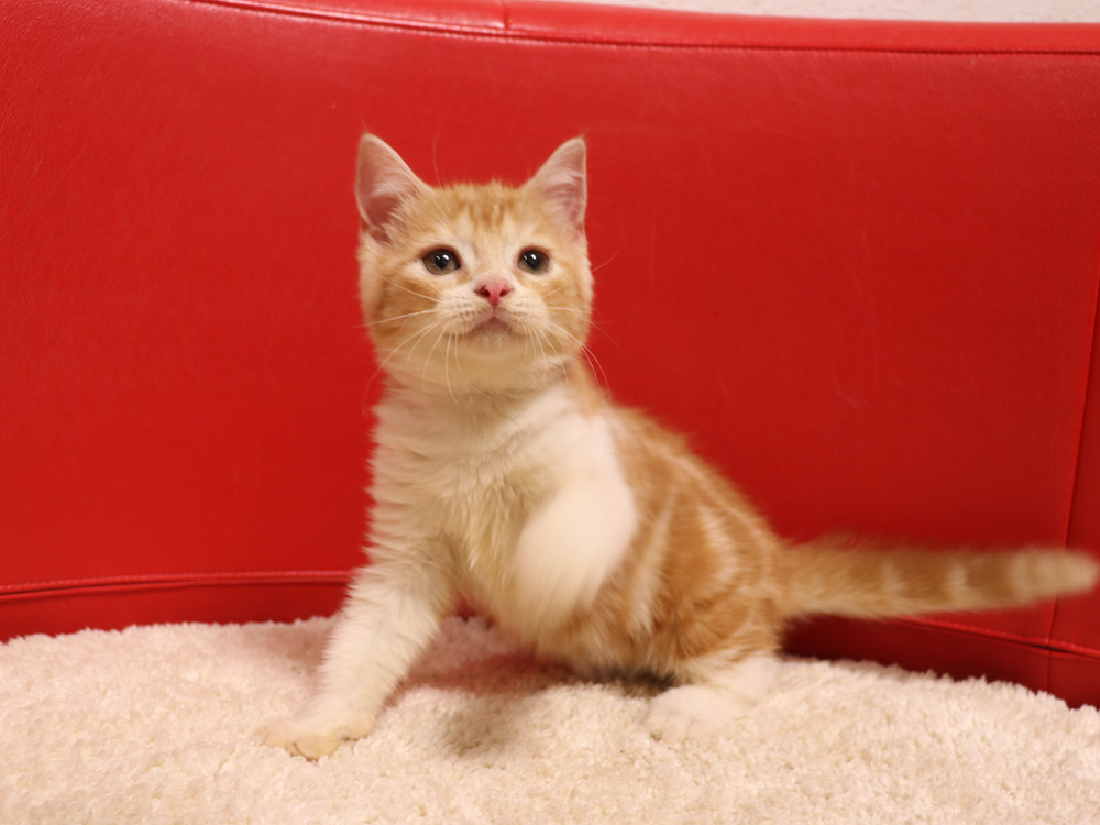 スコティッシュフォールドの子猫画像