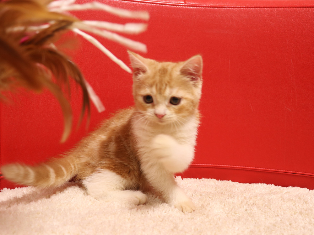 スコティッシュフォールドの子猫画像