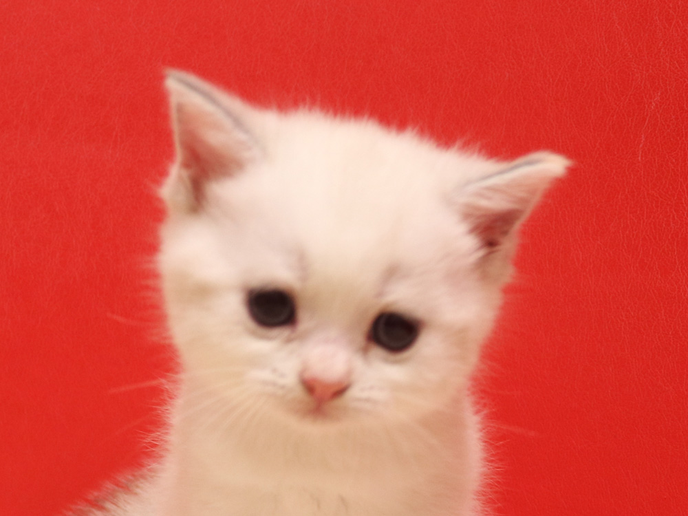 スコティッシュフォールドの子猫画像