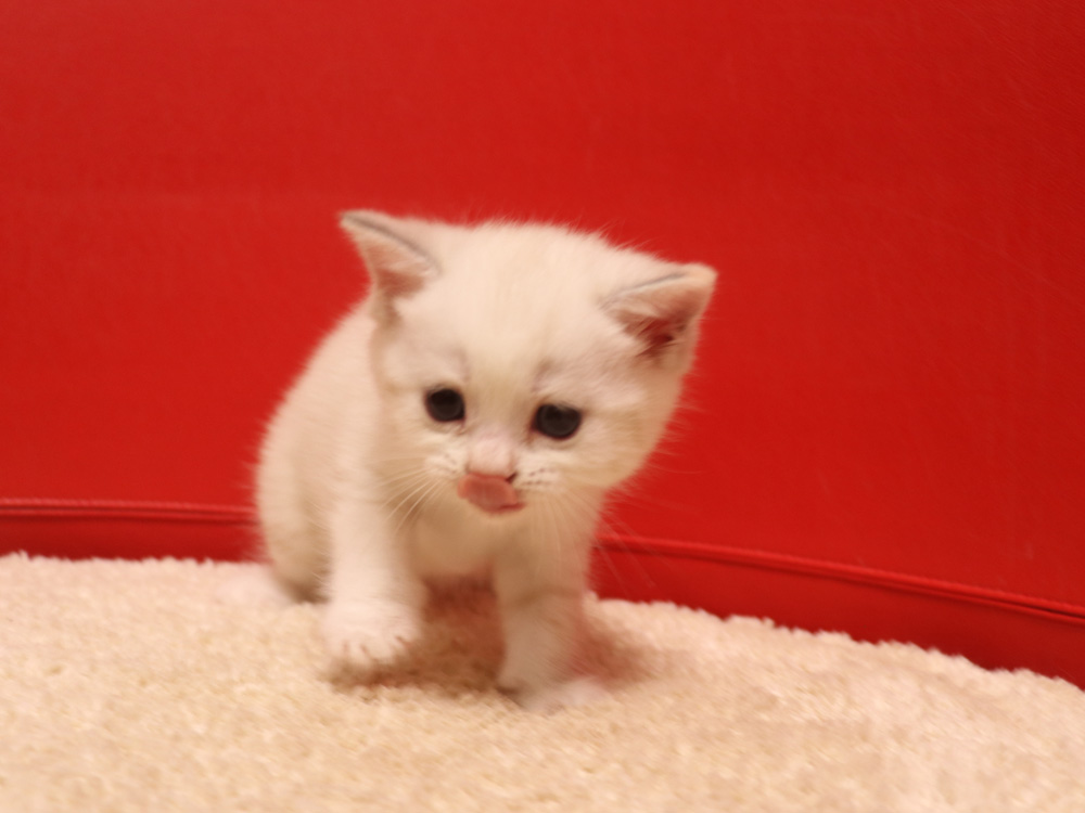 スコティッシュフォールドの子猫画像