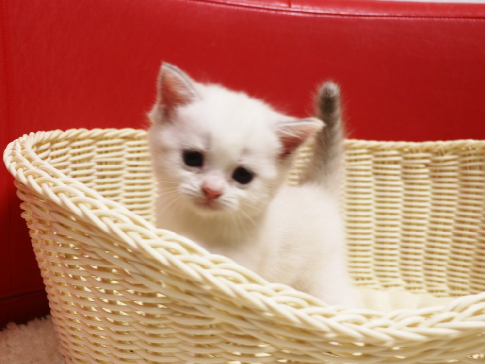 スコティッシュフォールドの子猫画像