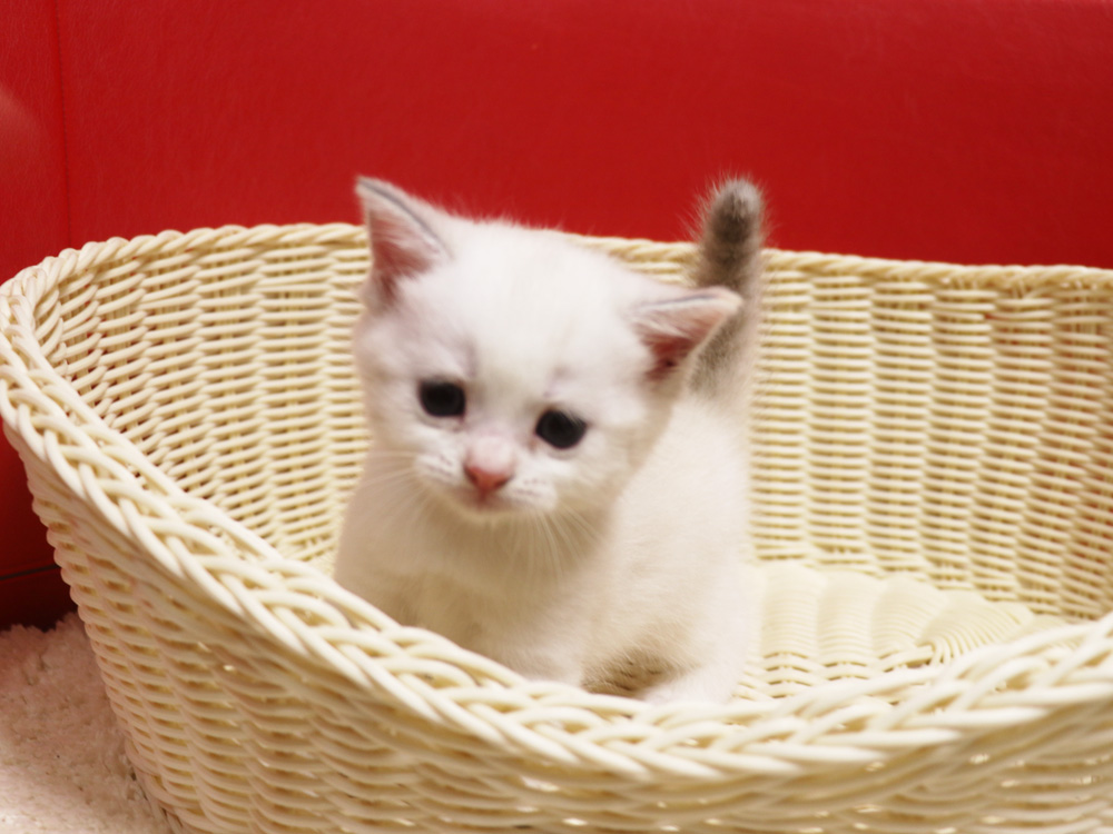 スコティッシュフォールドの子猫画像
