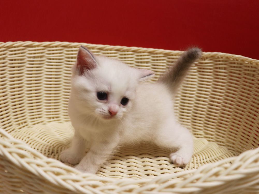 スコティッシュフォールドの子猫画像