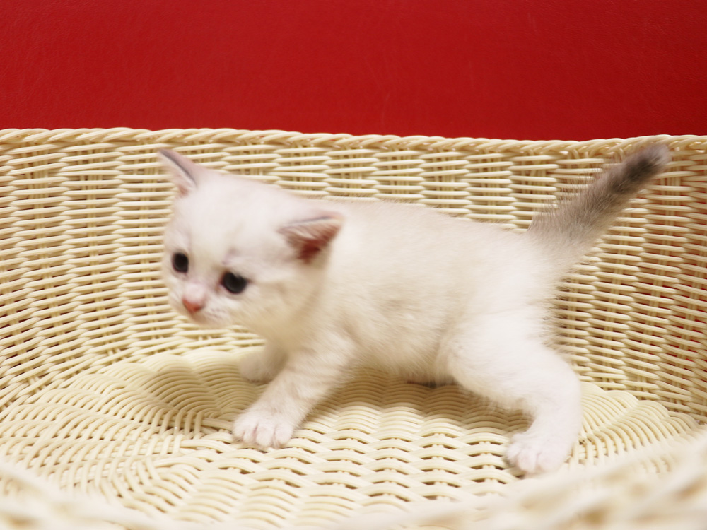 スコティッシュフォールドの子猫画像
