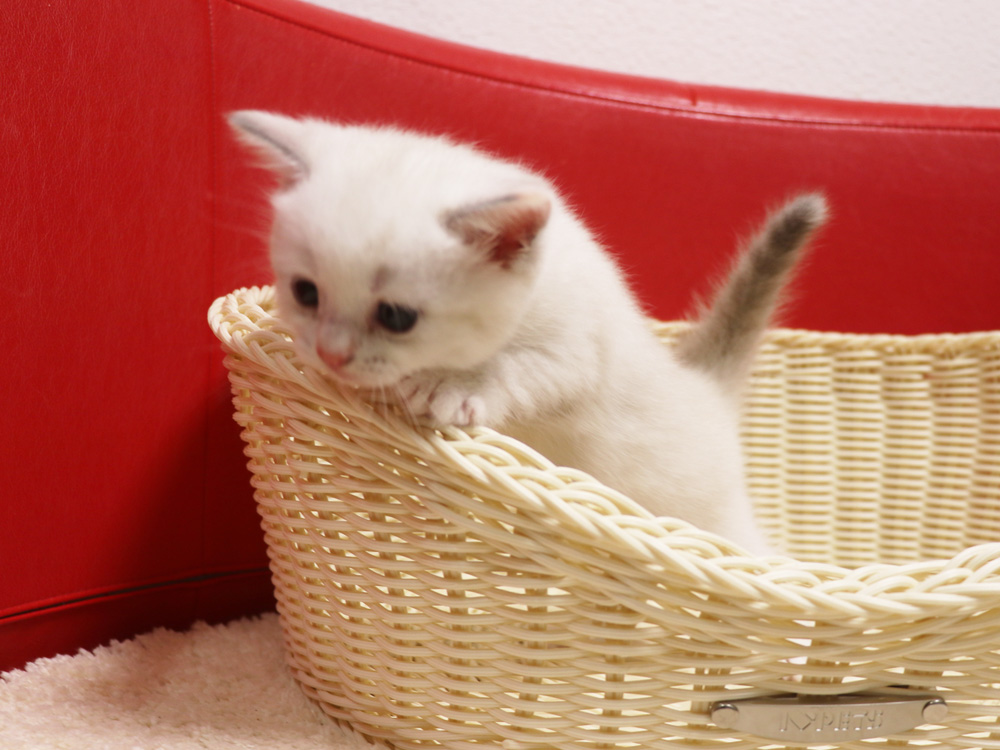 スコティッシュフォールドの子猫画像