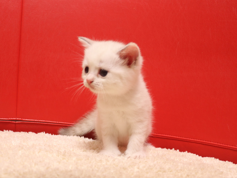 スコティッシュフォールドの子猫画像