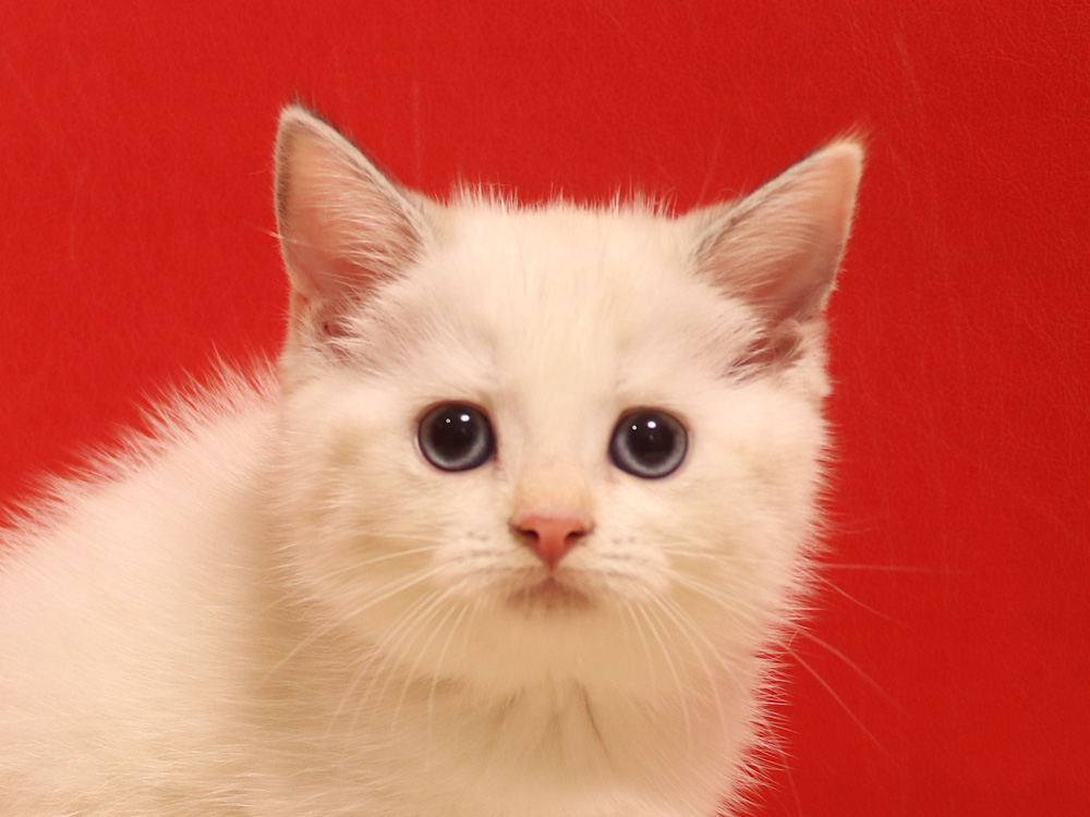 スコティッシュフォールドの子猫画像