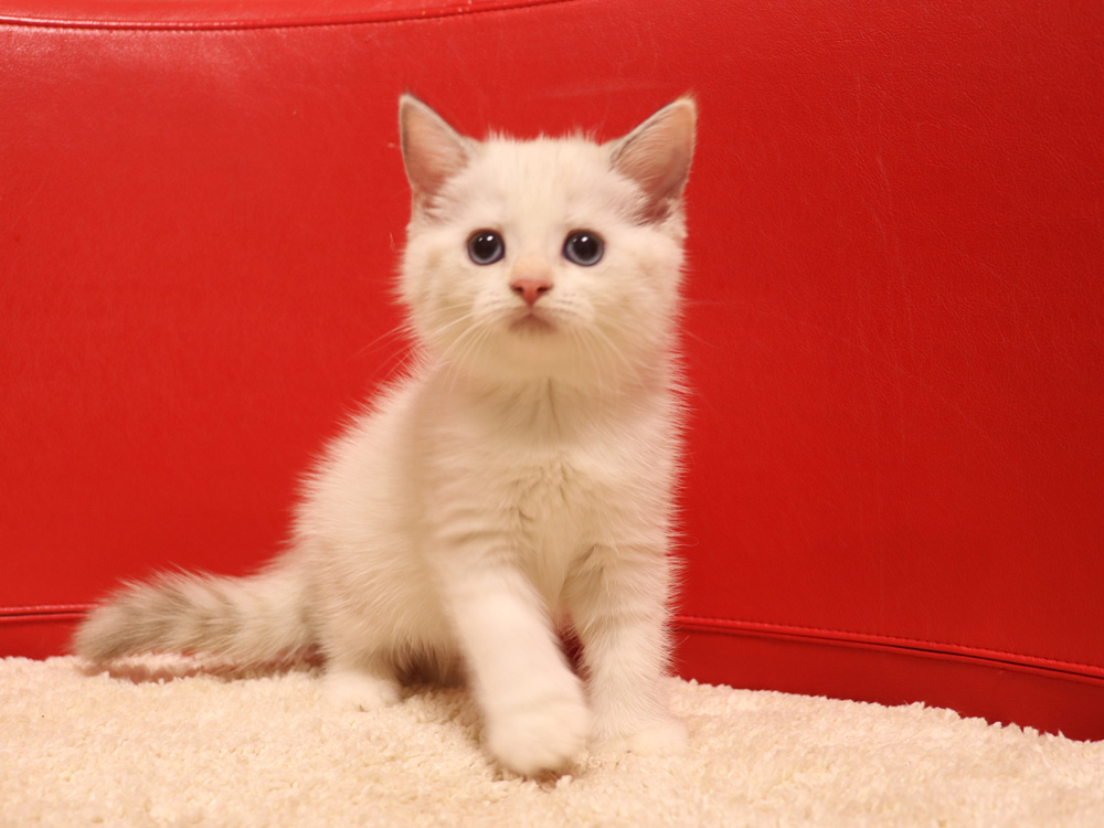スコティッシュフォールドの子猫画像