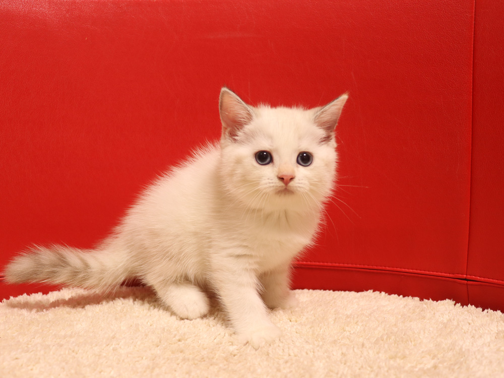 スコティッシュフォールドの子猫画像