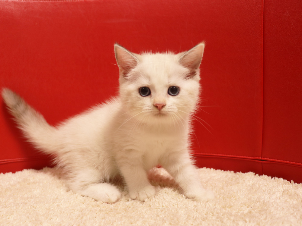 スコティッシュフォールドの子猫画像