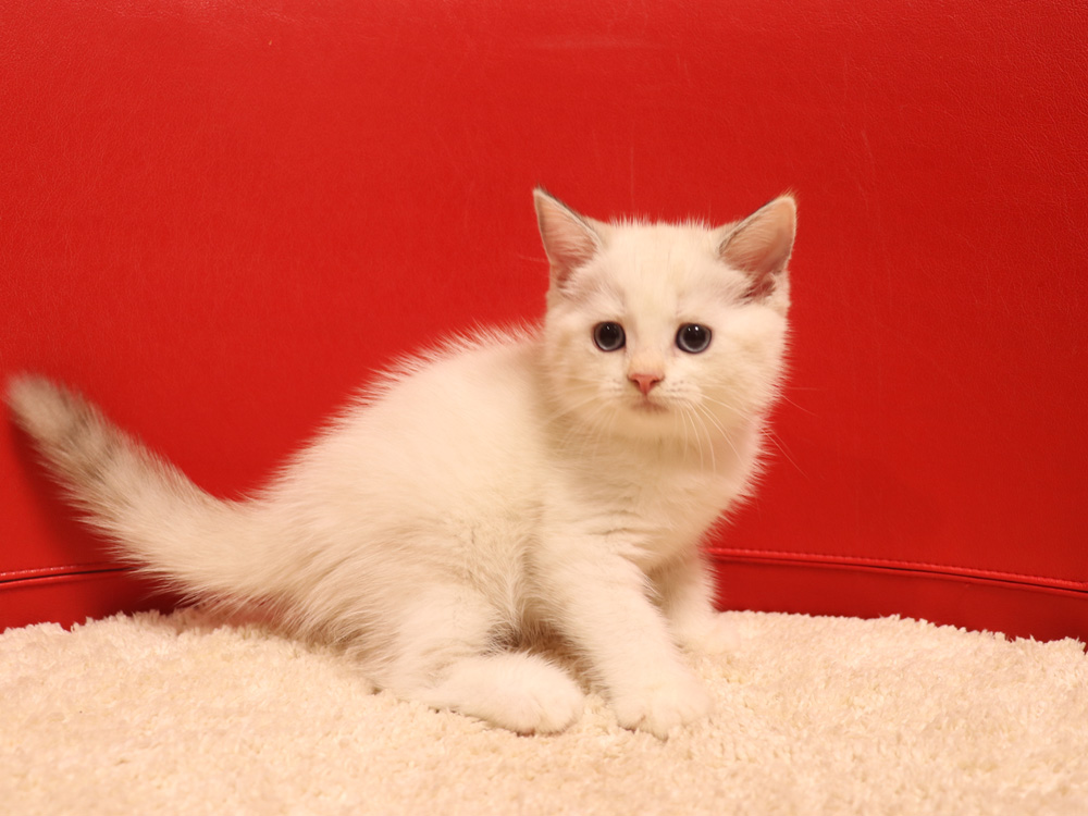 スコティッシュフォールドの子猫画像