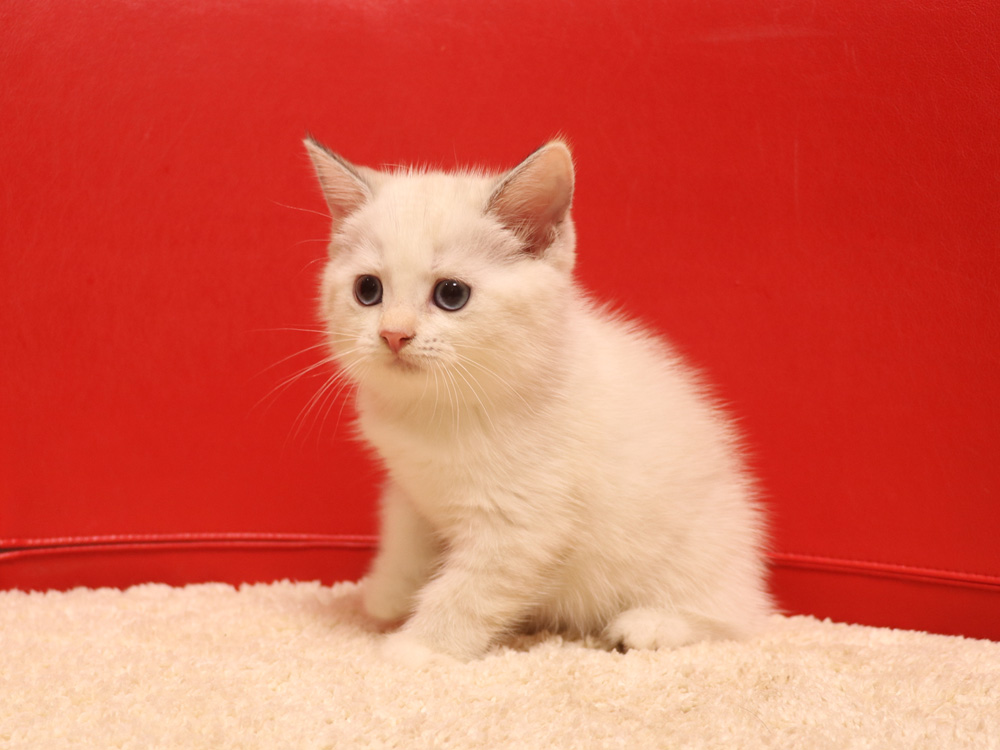 スコティッシュフォールドの子猫画像