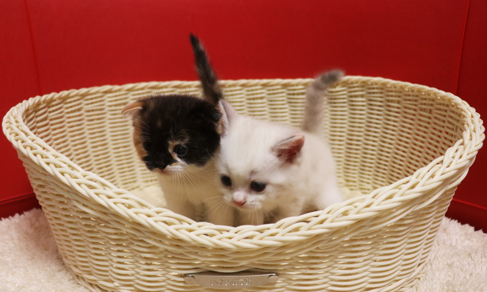 スコティッシュフォールドの子猫画像