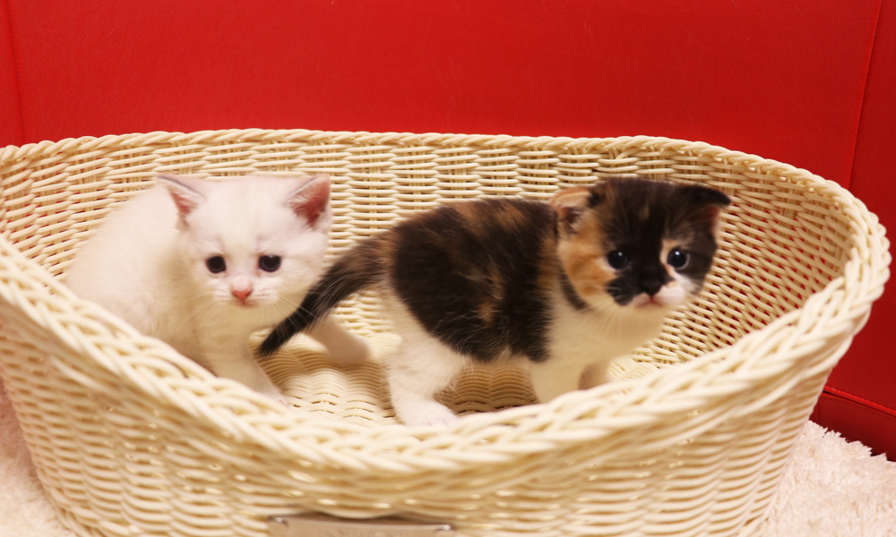 スコティッシュフォールドの子猫画像