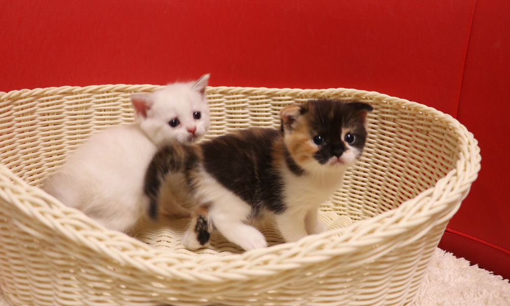 スコティッシュフォールドの子猫画像