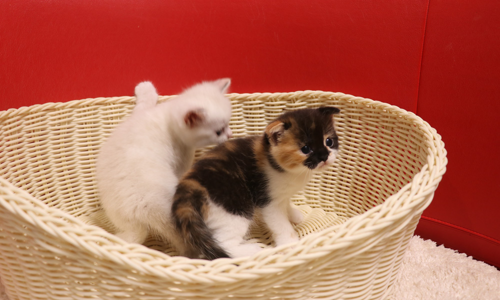 スコティッシュフォールドの子猫画像