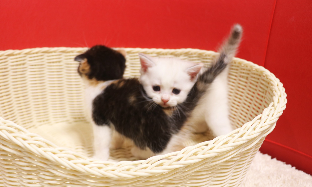 スコティッシュフォールドの子猫画像