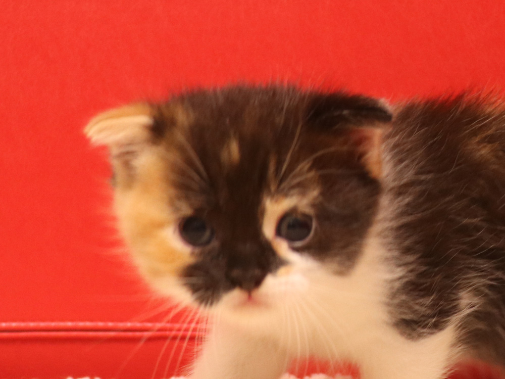 スコティッシュフォールドの子猫画像