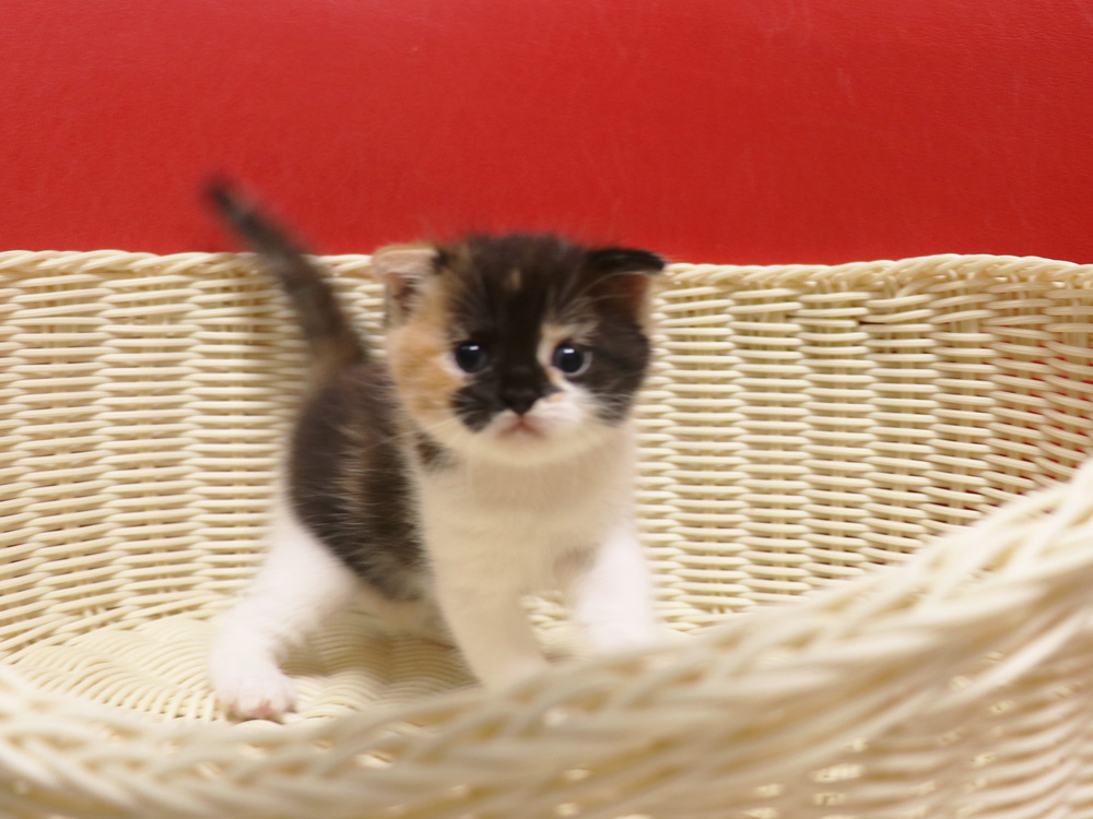 スコティッシュフォールドの子猫画像