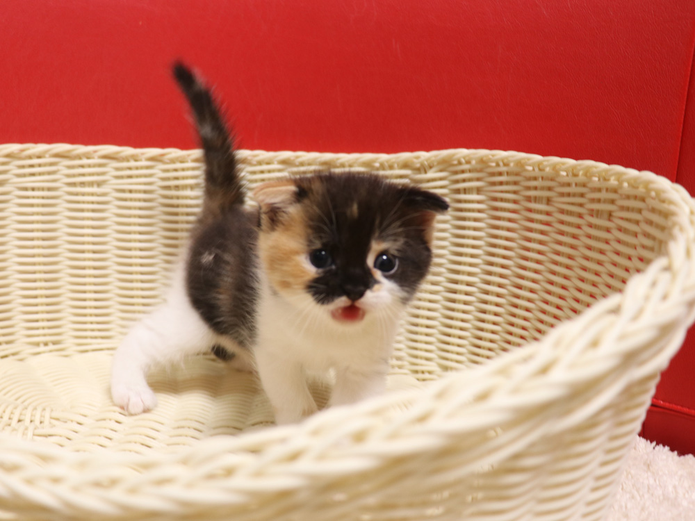 スコティッシュフォールドの子猫画像