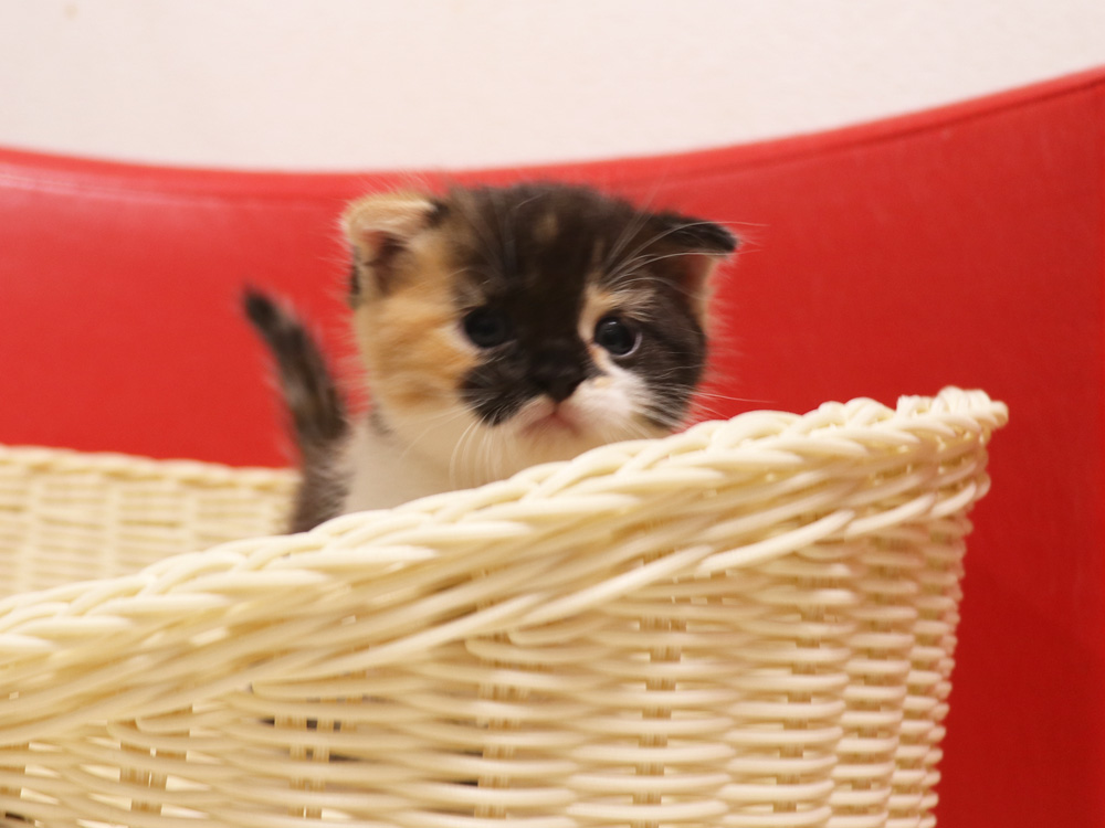 スコティッシュフォールドの子猫画像