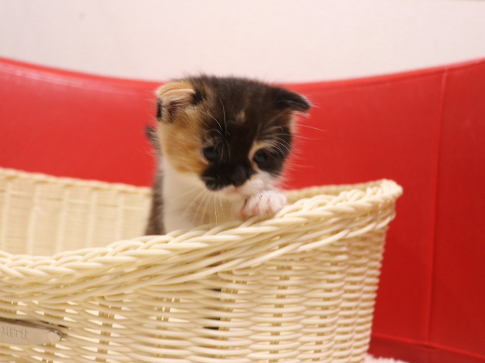 スコティッシュフォールドの子猫画像