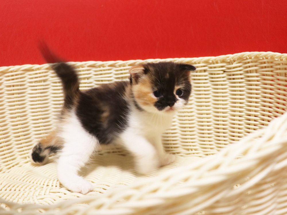 スコティッシュフォールドの子猫画像