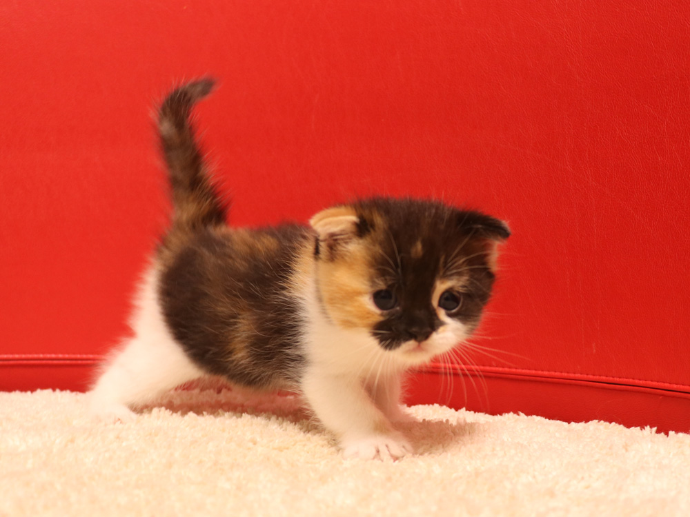 スコティッシュフォールドの子猫画像