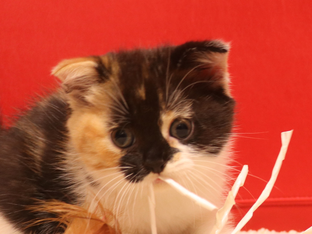 スコティッシュフォールドの子猫画像