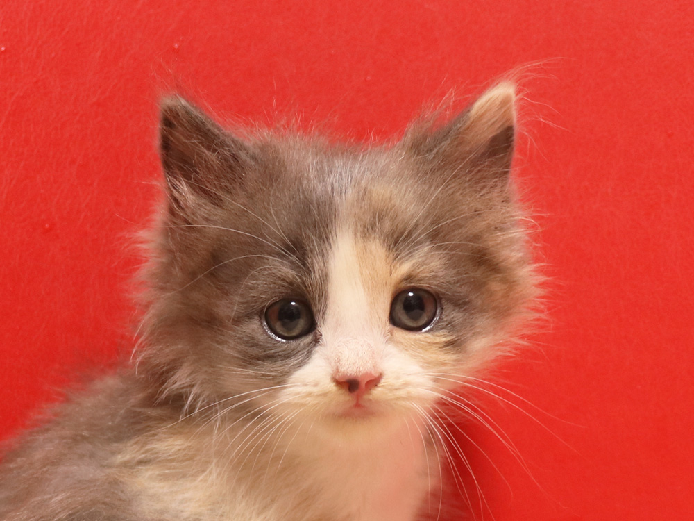 スコティッシュフォールドの子猫画像
