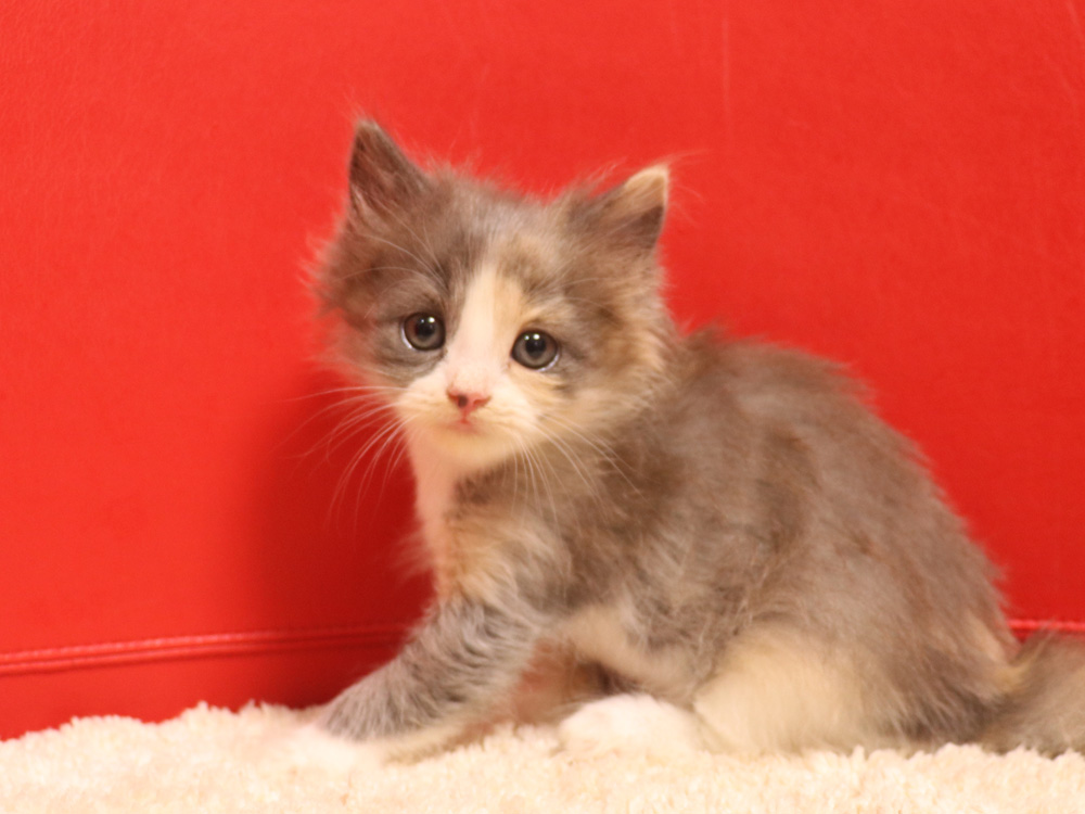 スコティッシュフォールドの子猫画像