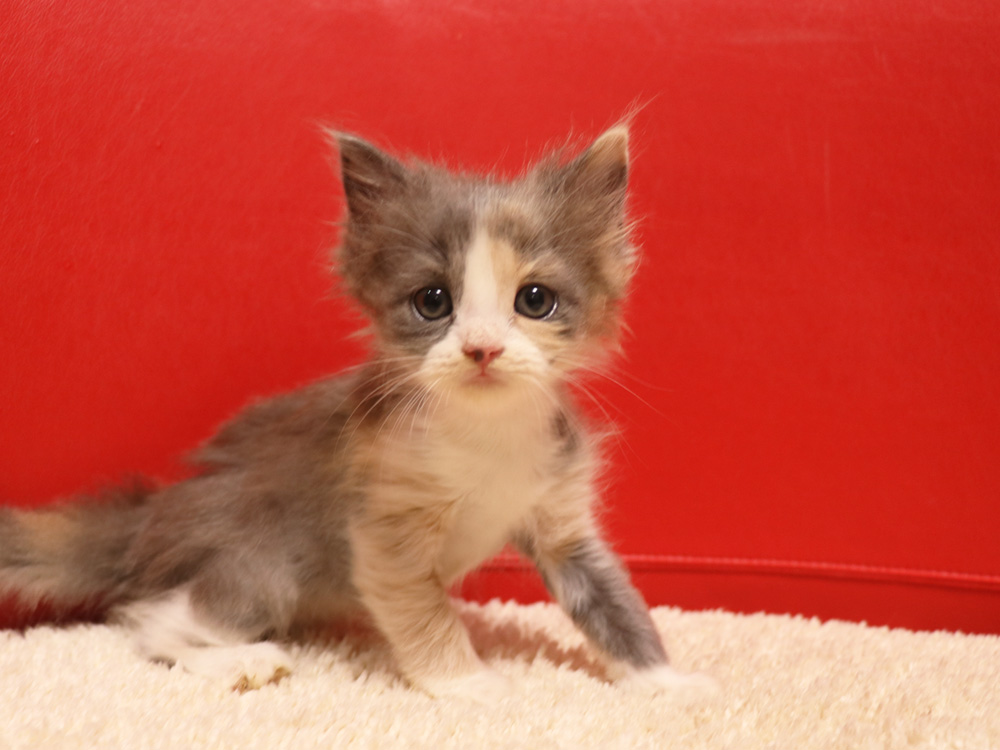 スコティッシュフォールドの子猫画像