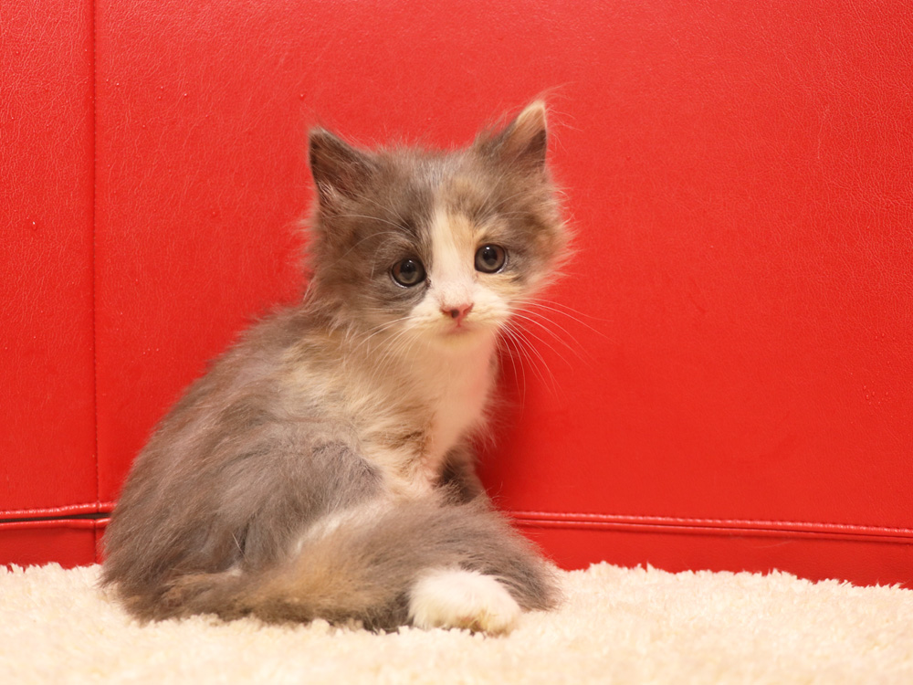スコティッシュフォールドの子猫画像