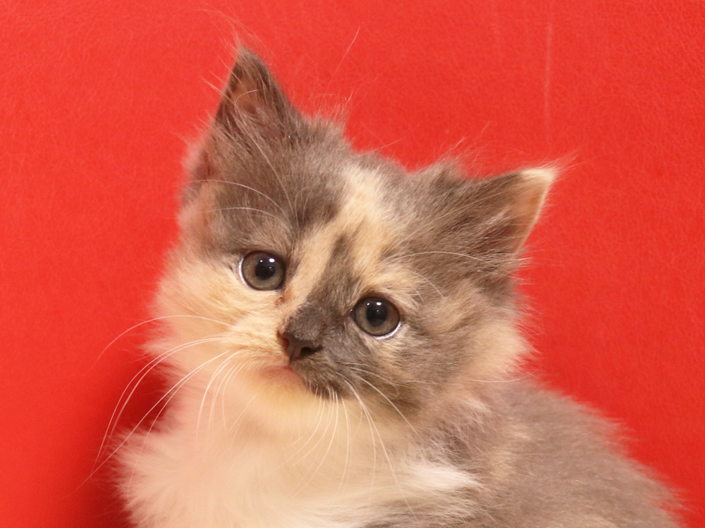 スコティッシュフォールドの子猫画像