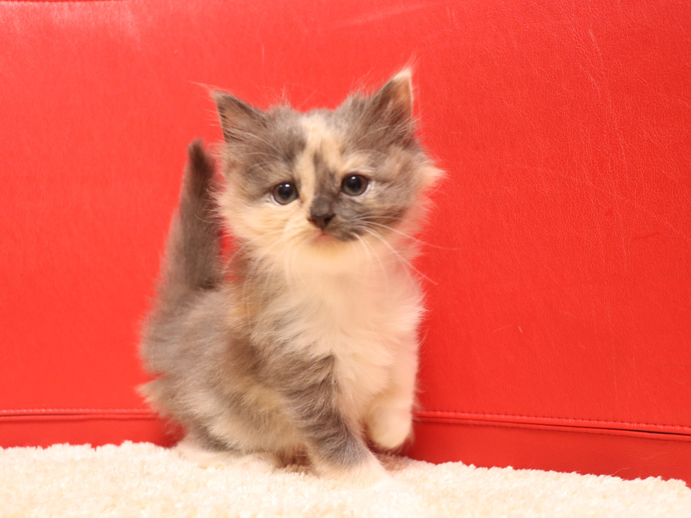 スコティッシュフォールドの子猫画像